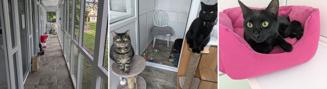 Inside Old School Cattery near Bury St Edmunds: the corridor of pens, cats on cat trees, and a cat relaxing in a bed